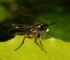 Tenthredo rubricoxis